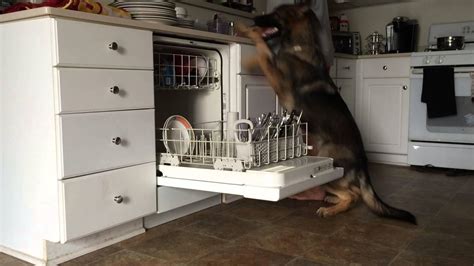 B­u­l­a­ş­ı­k­l­a­r­ı­ ­M­a­k­i­n­e­y­e­ ­Y­e­r­l­e­ş­t­i­r­e­n­ ­Z­e­k­i­ ­K­ö­p­e­k­